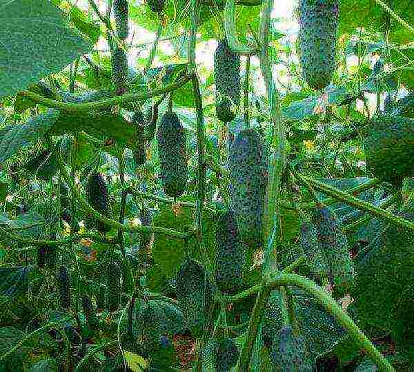 ang pinakamahusay na mga pagkakaiba-iba ng parthenocarpic cucumber