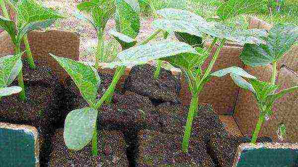 the best parthenocarpic cucumber varieties