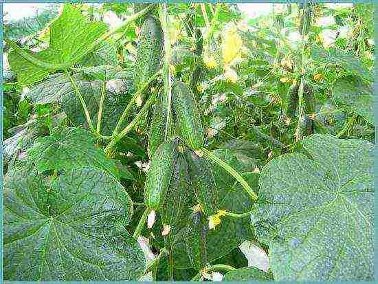 ang pinakamahusay na mga pagkakaiba-iba ng parthenocarpic cucumber