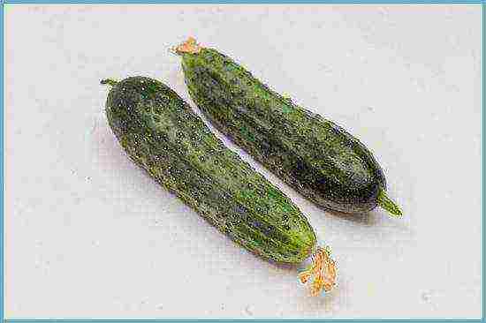 ang pinakamahusay na mga pagkakaiba-iba ng parthenocarpic cucumber