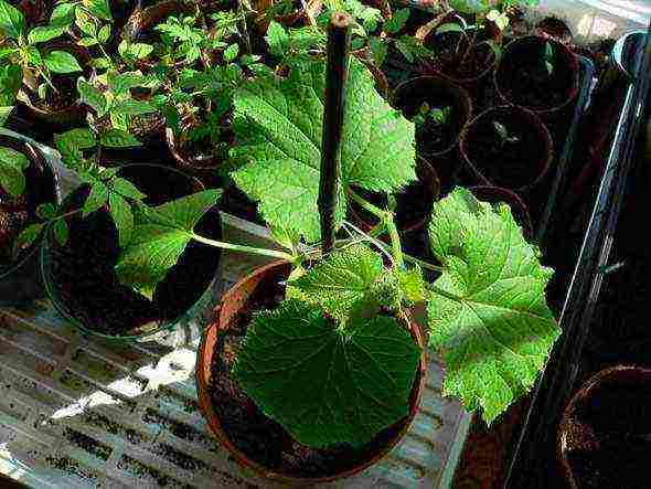 the best parthenocarpic cucumber varieties