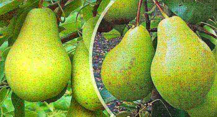 the best late varieties of pears