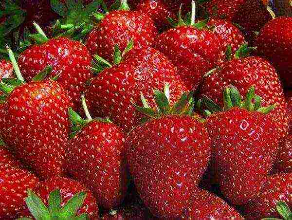 the best industrial strawberries