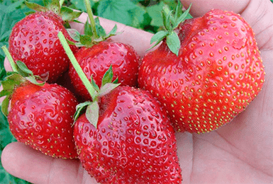 the best industrial strawberries