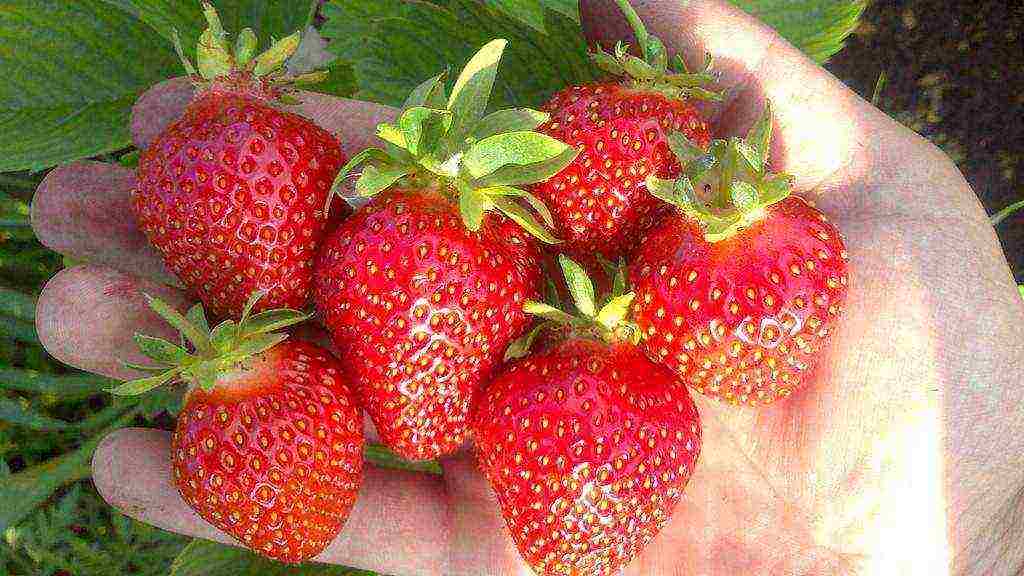 the best industrial strawberries