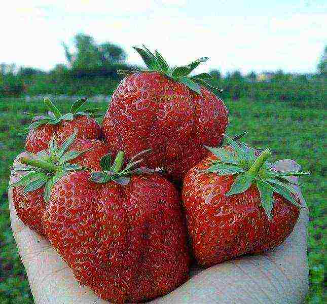 ang pinakamahusay na pang-industriya na strawberry