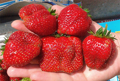 the best industrial strawberries