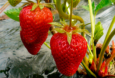 ang pinakamahusay na pang-industriya na strawberry