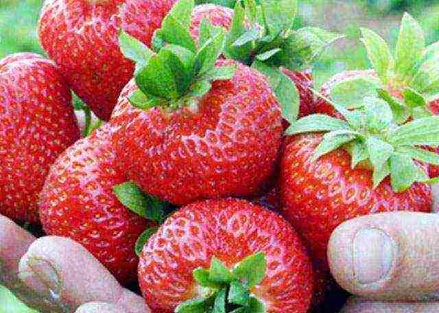 ang pinakamahusay na pang-industriya na strawberry