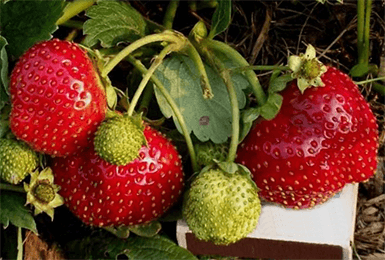 the best industrial strawberries