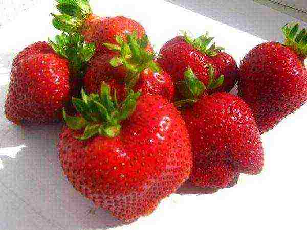 the best industrial strawberries