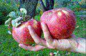 the best early winter varieties of apple trees