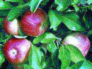 the best early winter varieties of apple trees