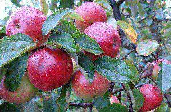 the best early winter varieties of apple trees