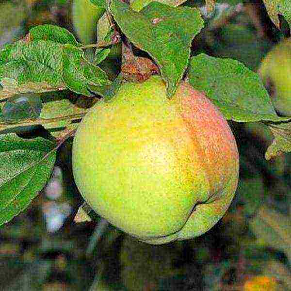 the best early winter varieties of apple trees