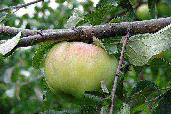 the best early winter varieties of apple trees