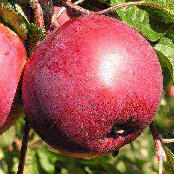 the best early winter varieties of apple trees