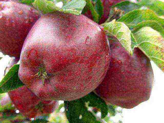 the best early winter varieties of apple trees