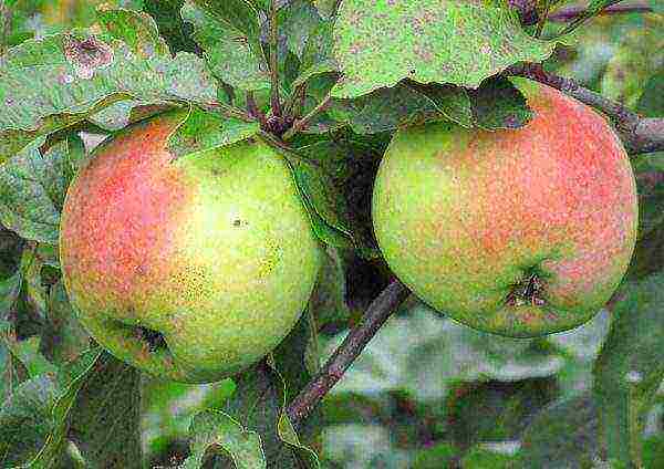 the best early winter varieties of apple trees