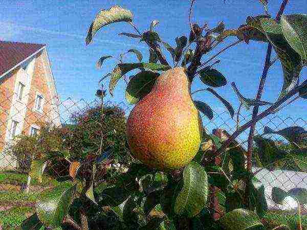 the best early varieties of pears