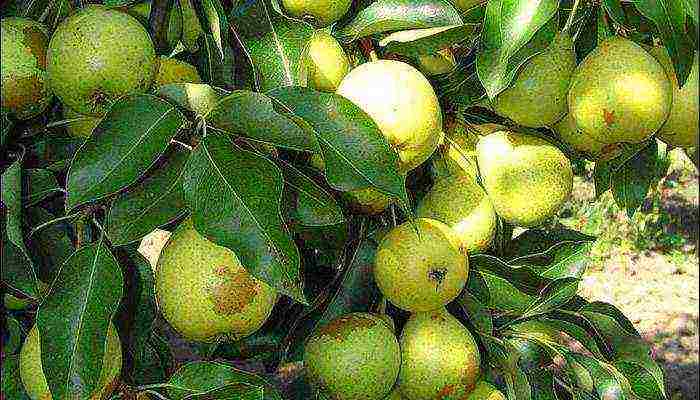 the best early varieties of pears