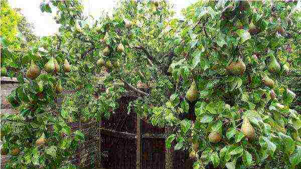 the best early varieties of pears