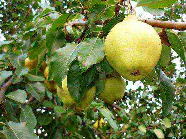 the best early varieties of pears