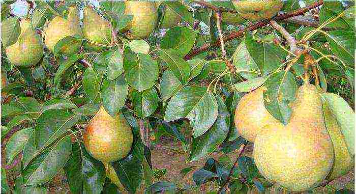 the best early varieties of pears