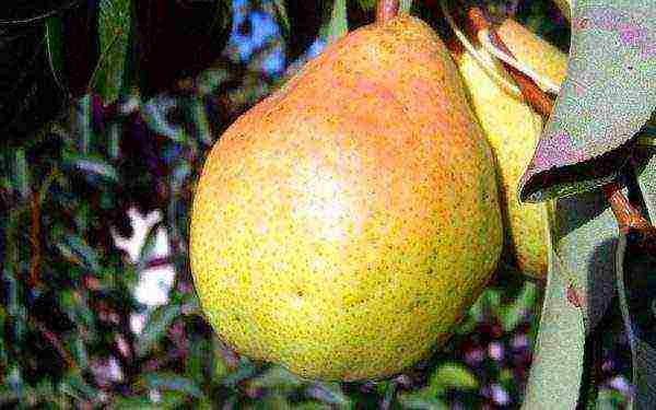 the best early varieties of pears