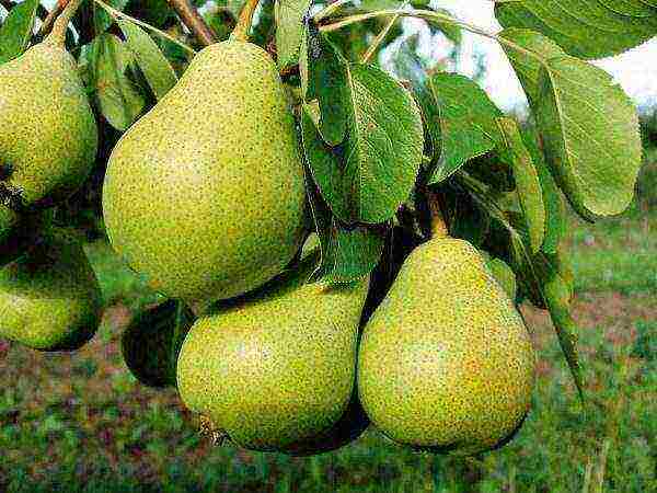 the best early varieties of pears