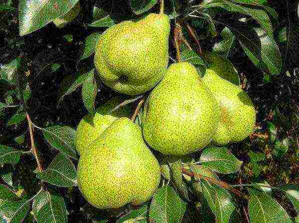 the best early varieties of pears