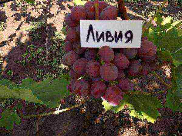 the best early grape varieties