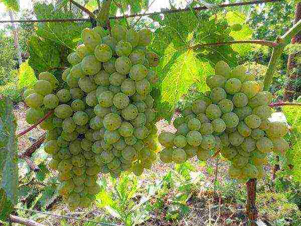 the best early grape varieties