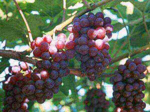 the best early grape varieties