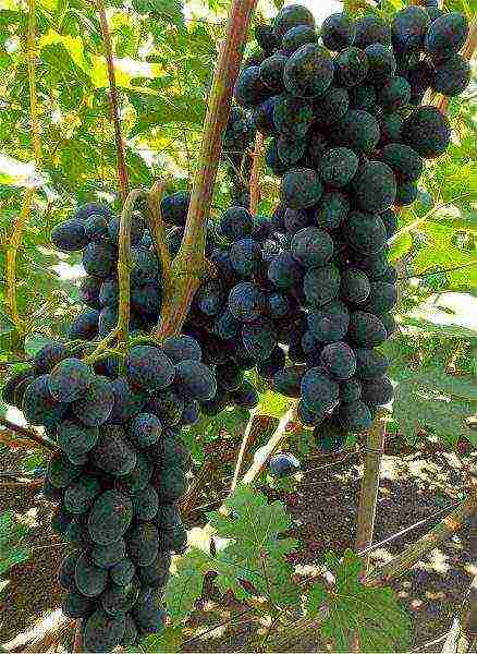 the best early grape varieties