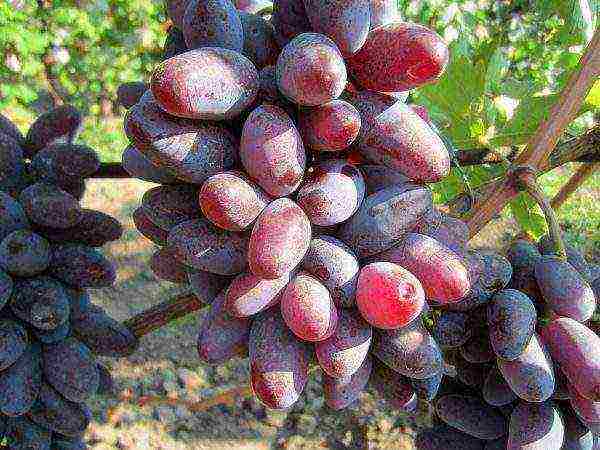 the best early grape varieties