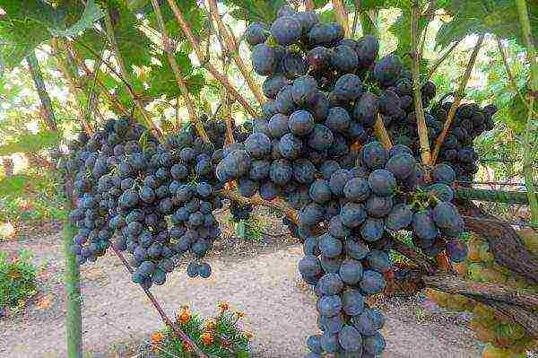 the best early grape varieties