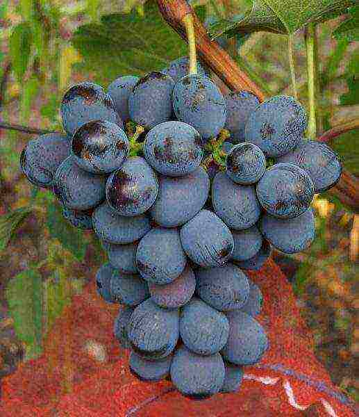 the best early grape varieties