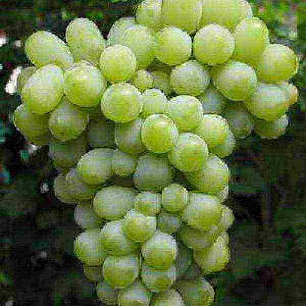 the best early grape varieties