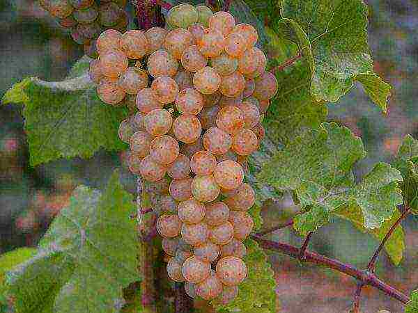 the best early grape varieties