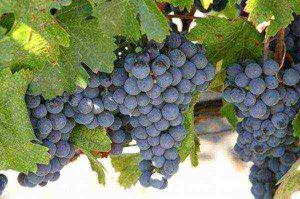 the best early grape varieties