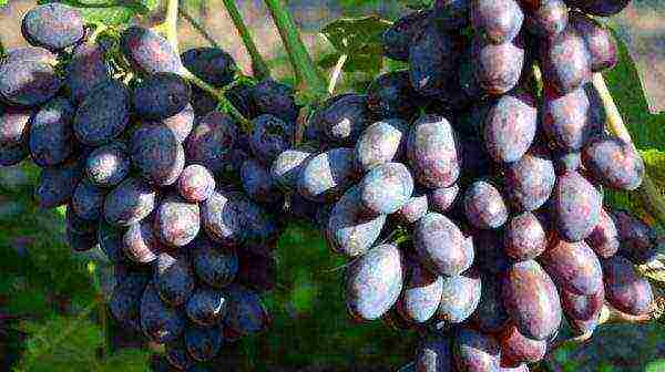 the best early grape varieties