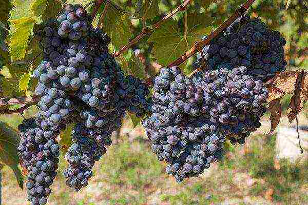 the best early grape varieties