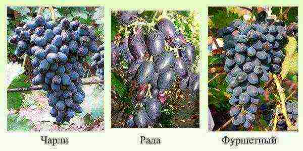 the best early grape varieties