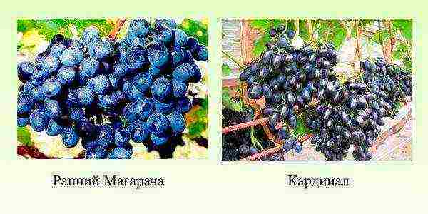 the best early grape varieties