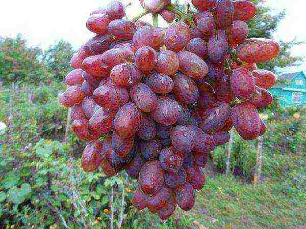 the best early grape varieties