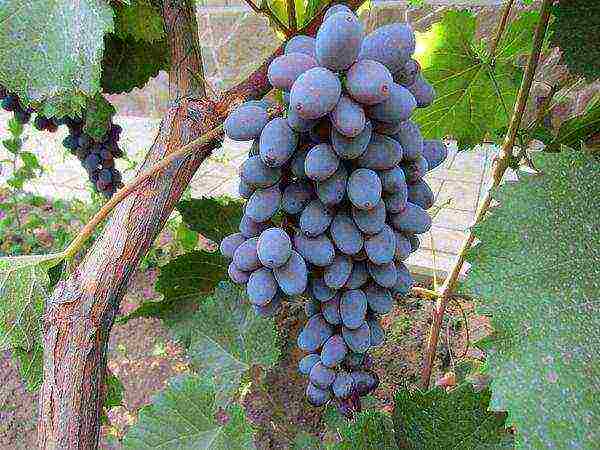 the best early grape varieties