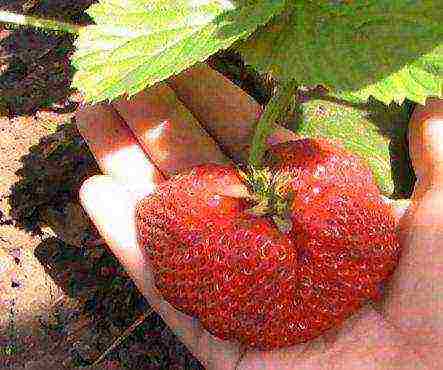 the best remontant varieties of strawberries
