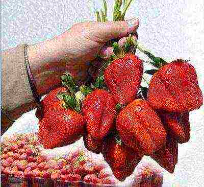 the best remontant varieties of strawberries