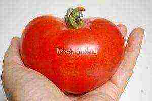 the best Russian varieties of tomatoes